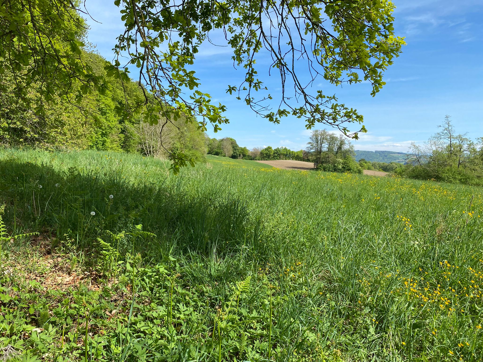 Warum Kinder die Natur so dringend brauchen